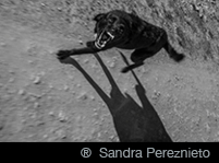 ® Sandra Pereznieto