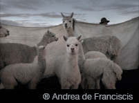 ® Andrea de Franciscis