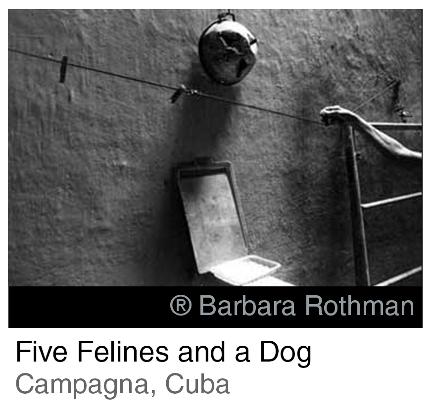Five Felines and a Dog INTRO ITA